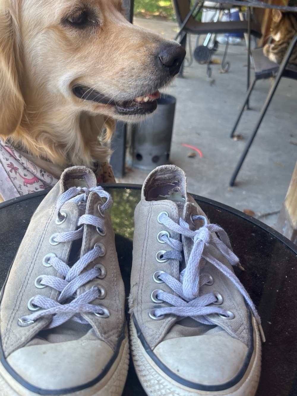 Converse Gray Canvas Sneaker Dog Toy